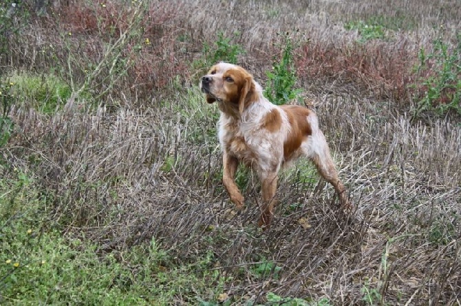 du clos de memphis - chiots