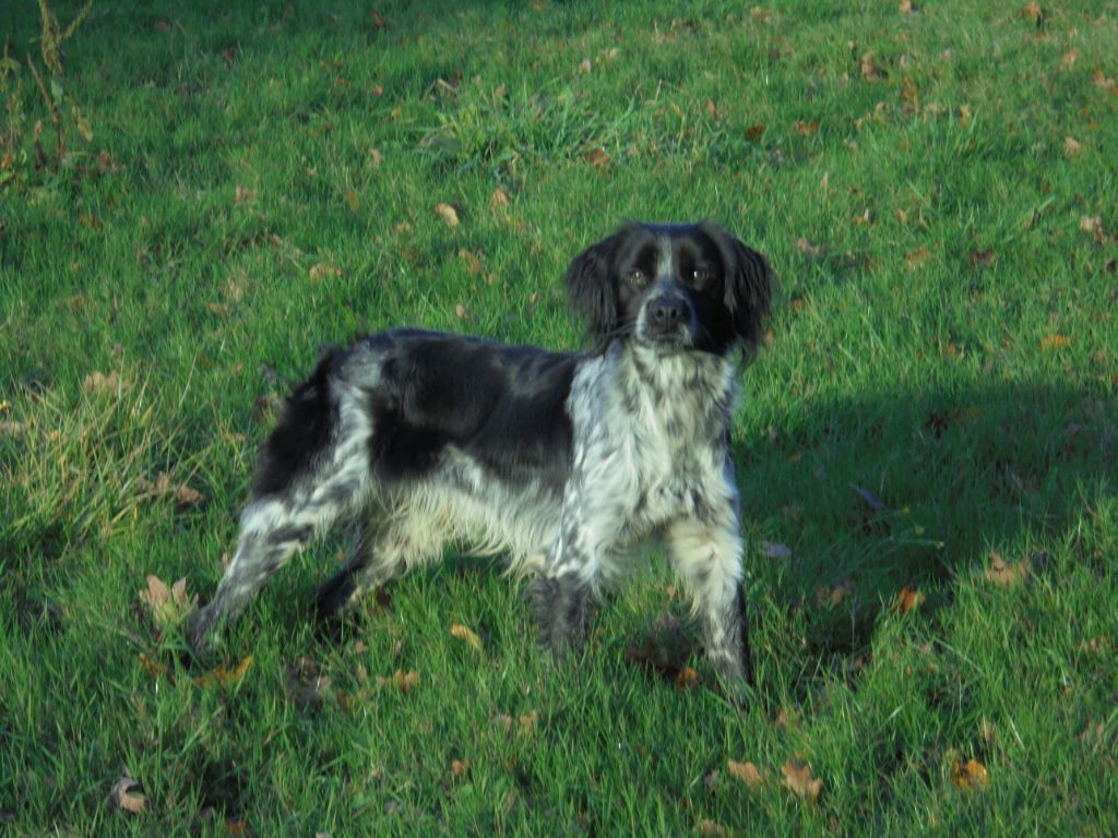 Remus du clos de memphis