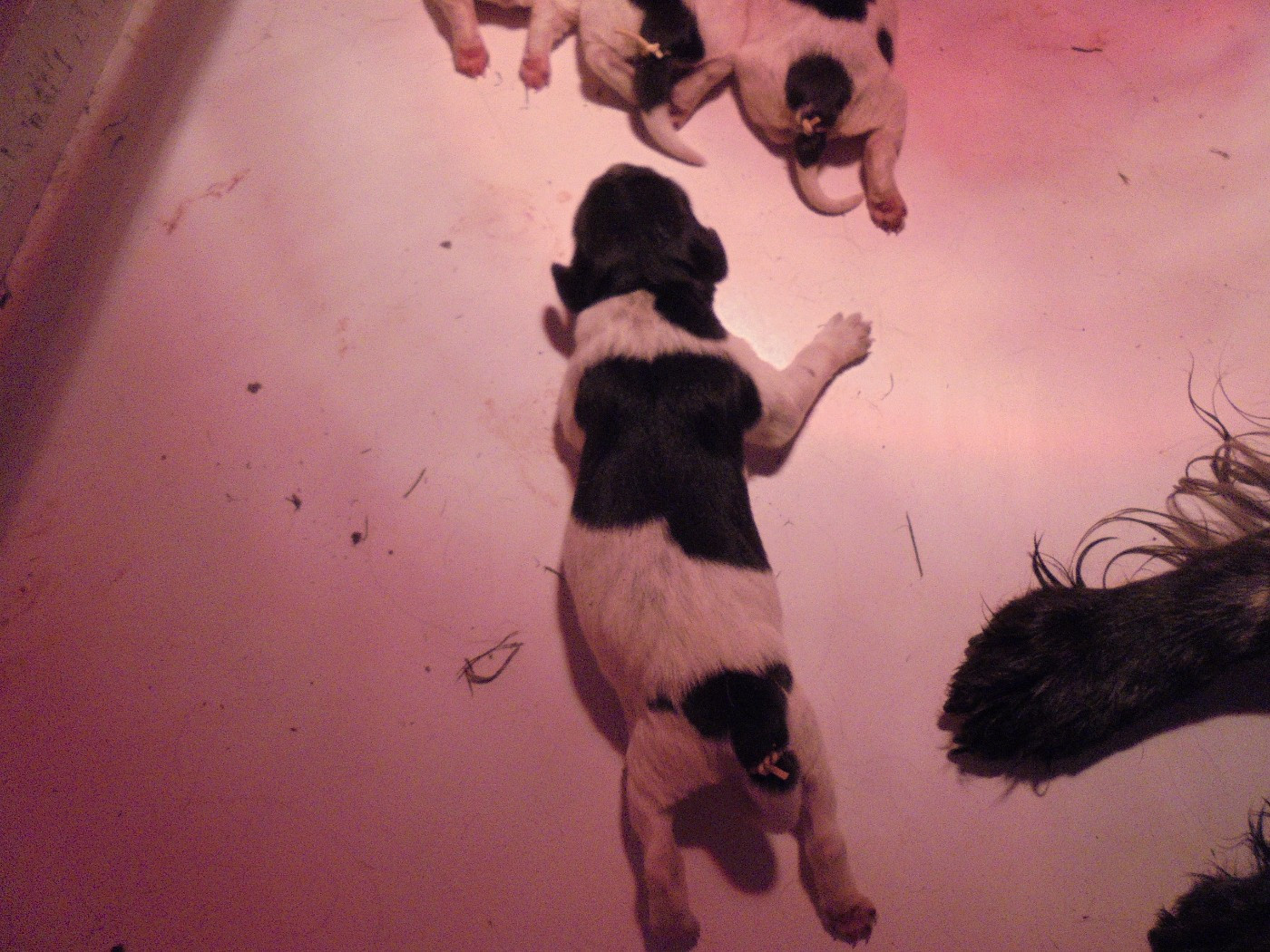 du clos de memphis - Chiots disponibles - Epagneul Breton