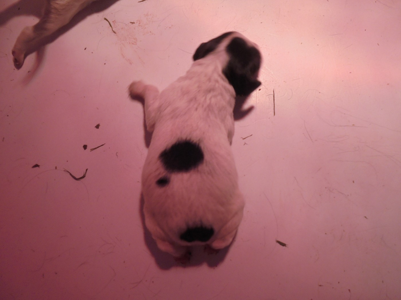 du clos de memphis - Chiots disponibles - Epagneul Breton